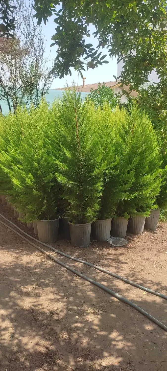 لاوسون ،سروشیراز ،پالم ،افرا|گل و گیاه طبیعی|رودسر, |دیوار