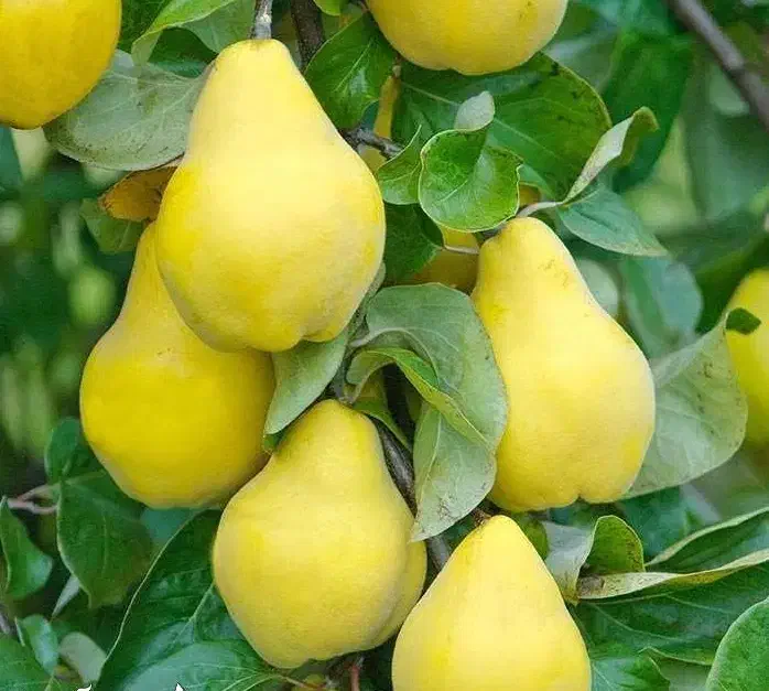 پیش فروش نهال به کوزه ای|خدمات باغبانی و درختکاری|ارطه, |دیوار