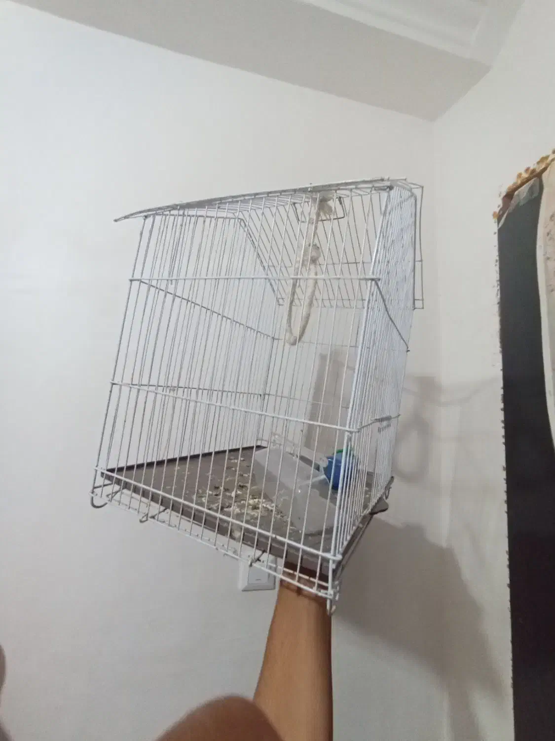 قفس پرنده|لوازم جانبی حیوانات|بندرعباس, |دیوار