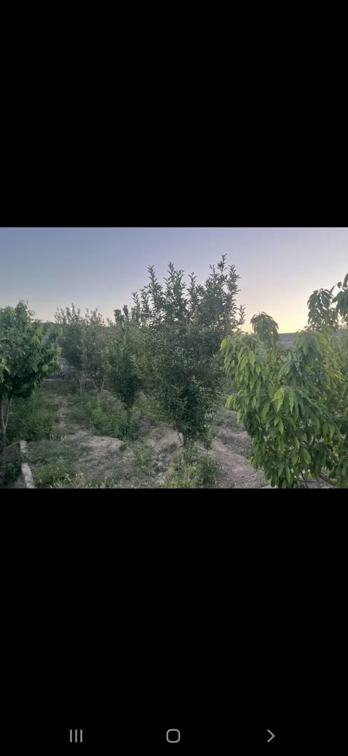 فروش باغ|فروش زمین و ملک کلنگی|پیر بکران, |دیوار