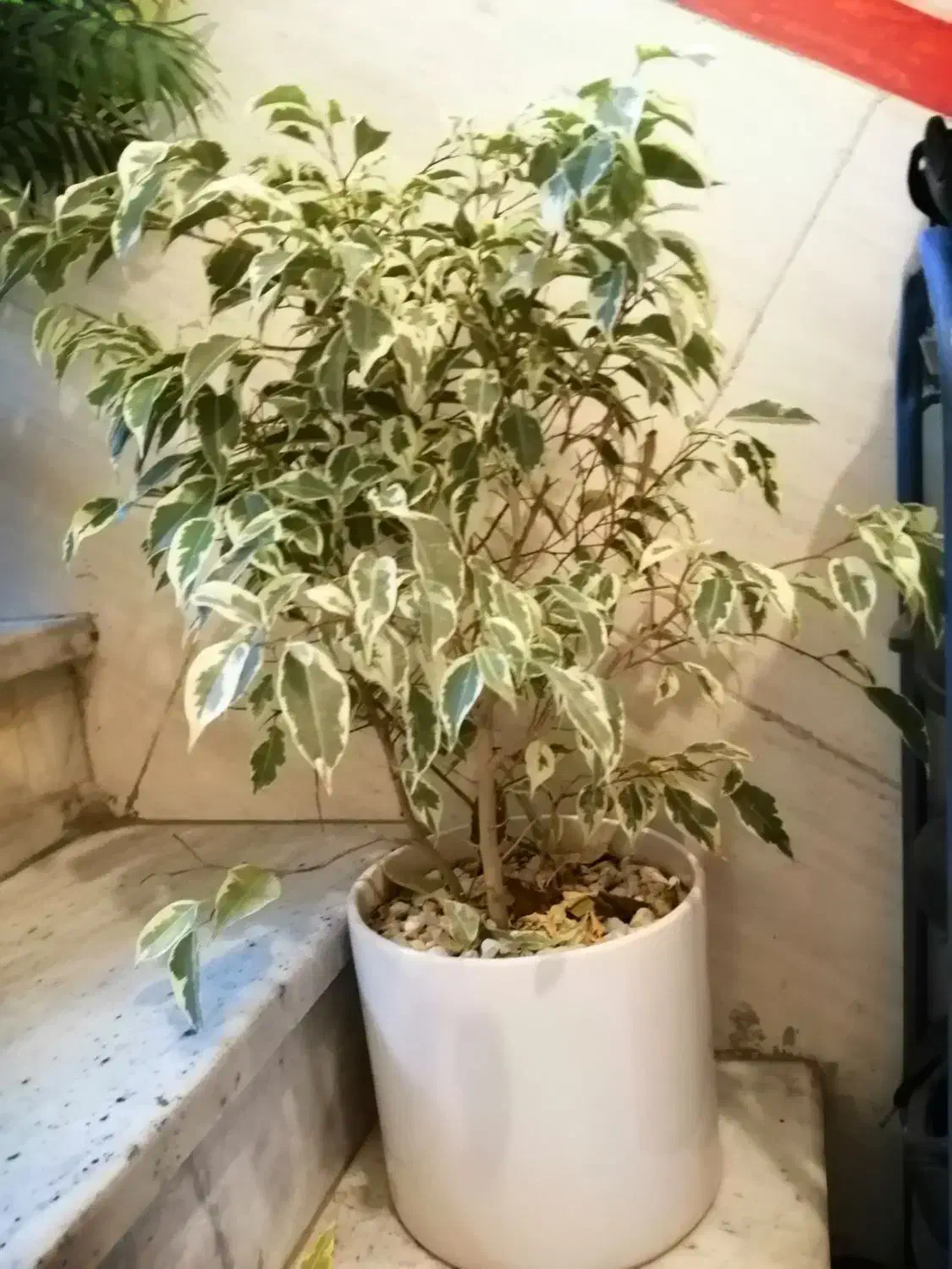 گیاه بنجامین ابلق|گل و گیاه طبیعی|شهریار, شهریار|دیوار