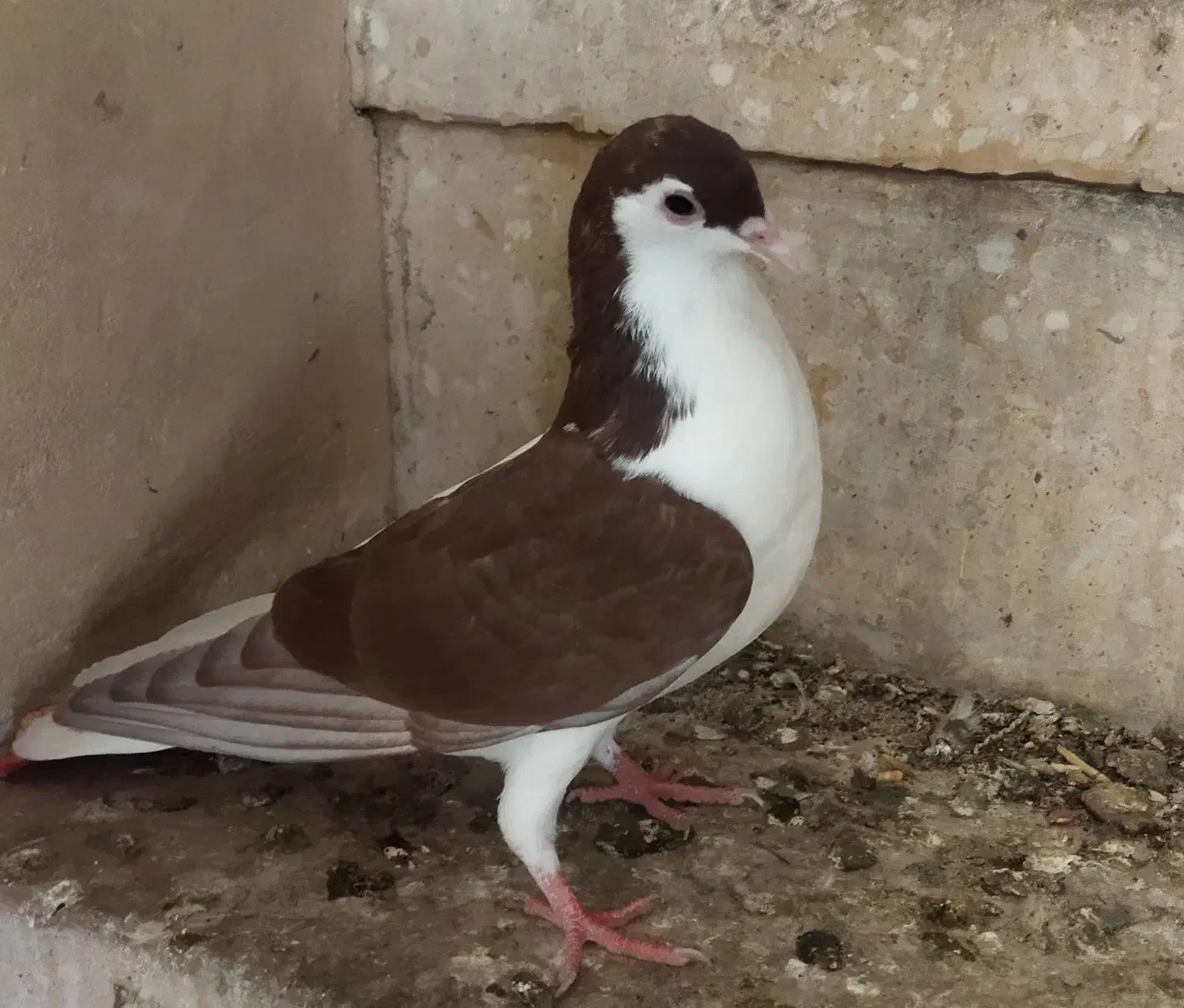 کبوتر راست سرخ|پرنده|اهواز, ۳۰ متری|دیوار