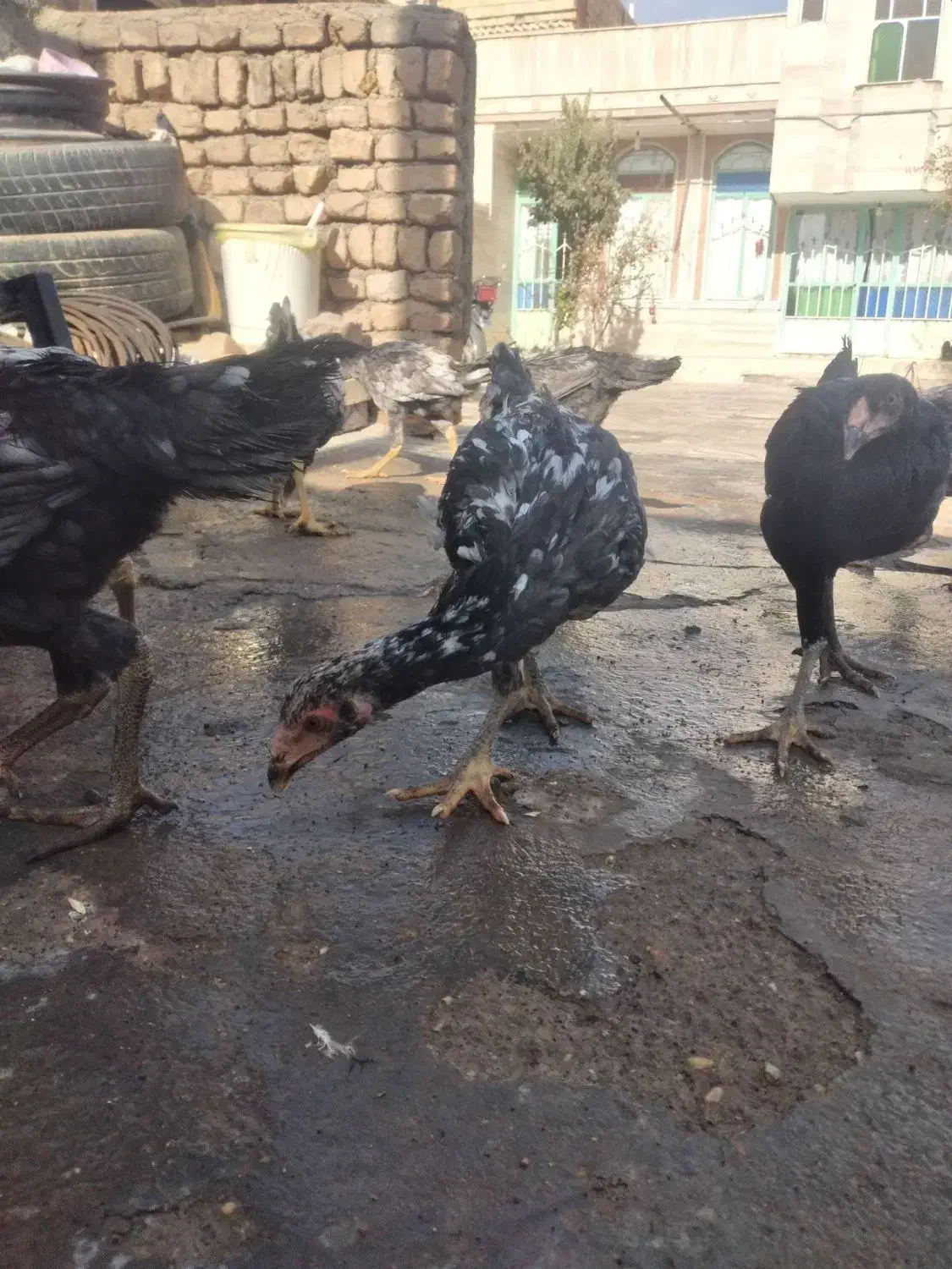 جوجه لاری اصل|حیوانات مزرعه|شال, |دیوار