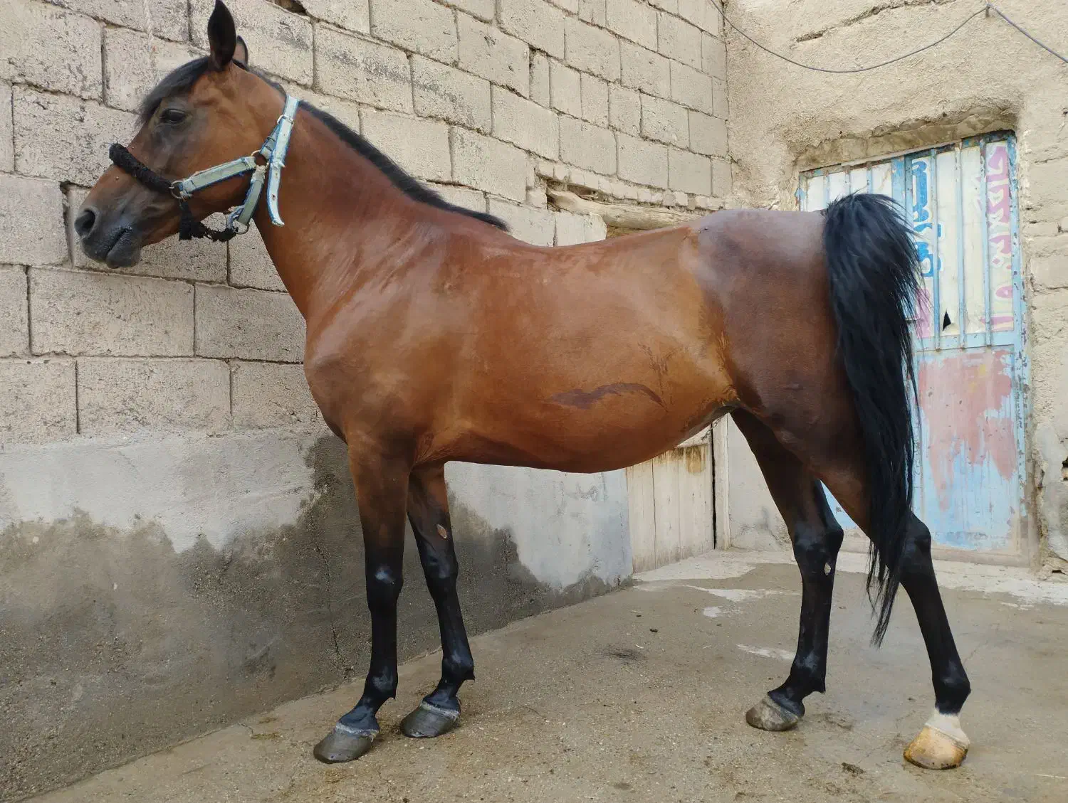 مادیان|اسب و تجهیزات اسب‌سواری|میاندوآب, |دیوار