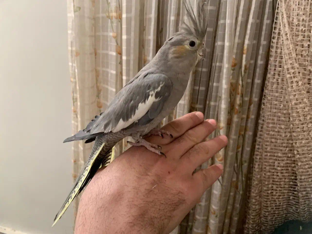 عروس هلندی نر دستی و باهوش و سخنگو با قفس|پرنده|تهران, جیحون|دیوار