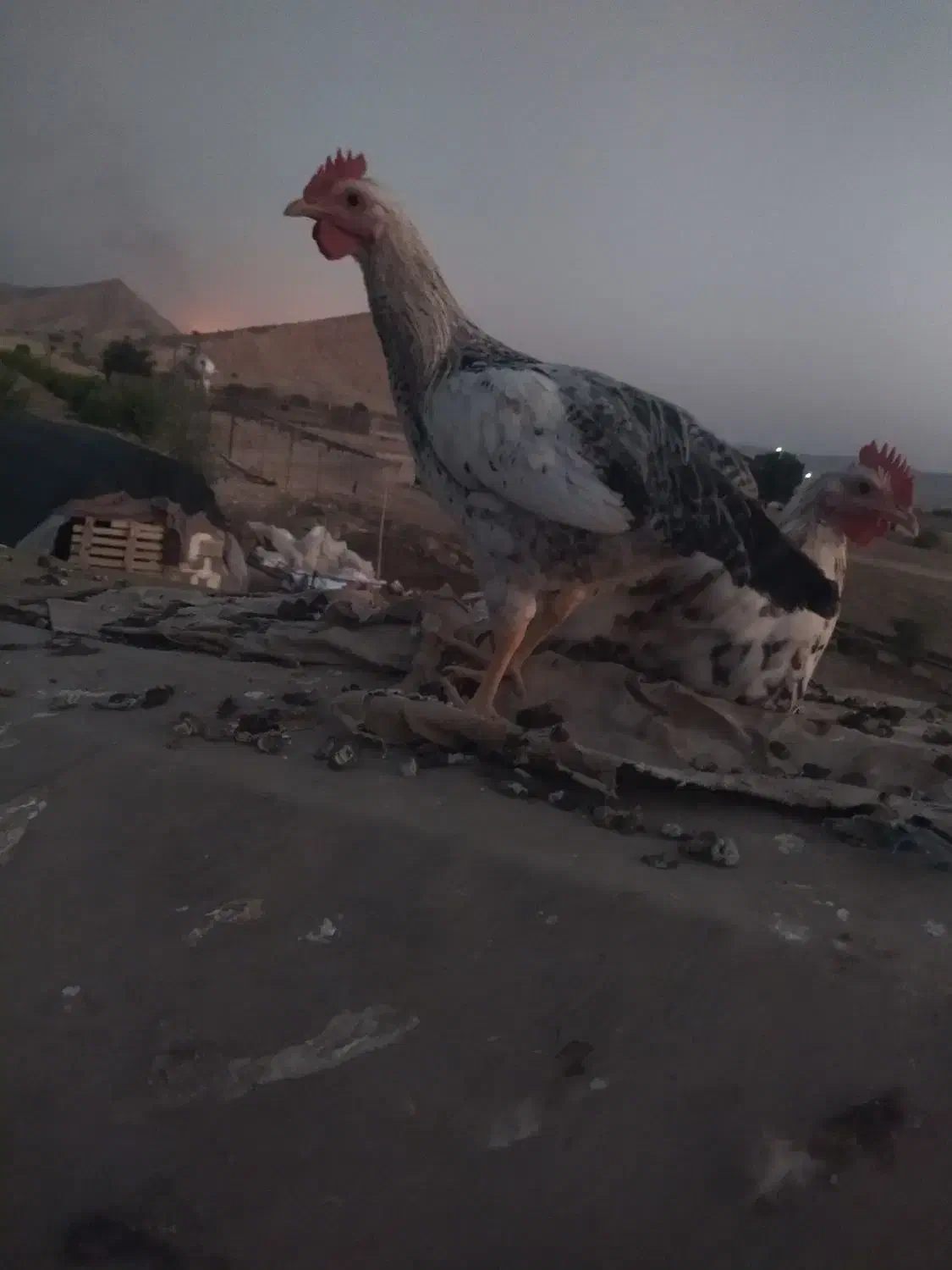 خروس محلی.گچساران|حیوانات مزرعه|آبپخش, |دیوار