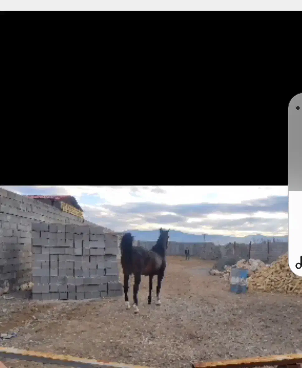 اسب نریان نژادکرد،پرخون ،رام وفرمان پذیر|اسب و تجهیزات اسبسواری|کرمانشاه, |دیوار