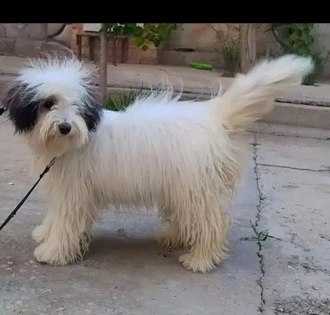 سگ شیتزو ماده|سگ|میاندوآب, |دیوار