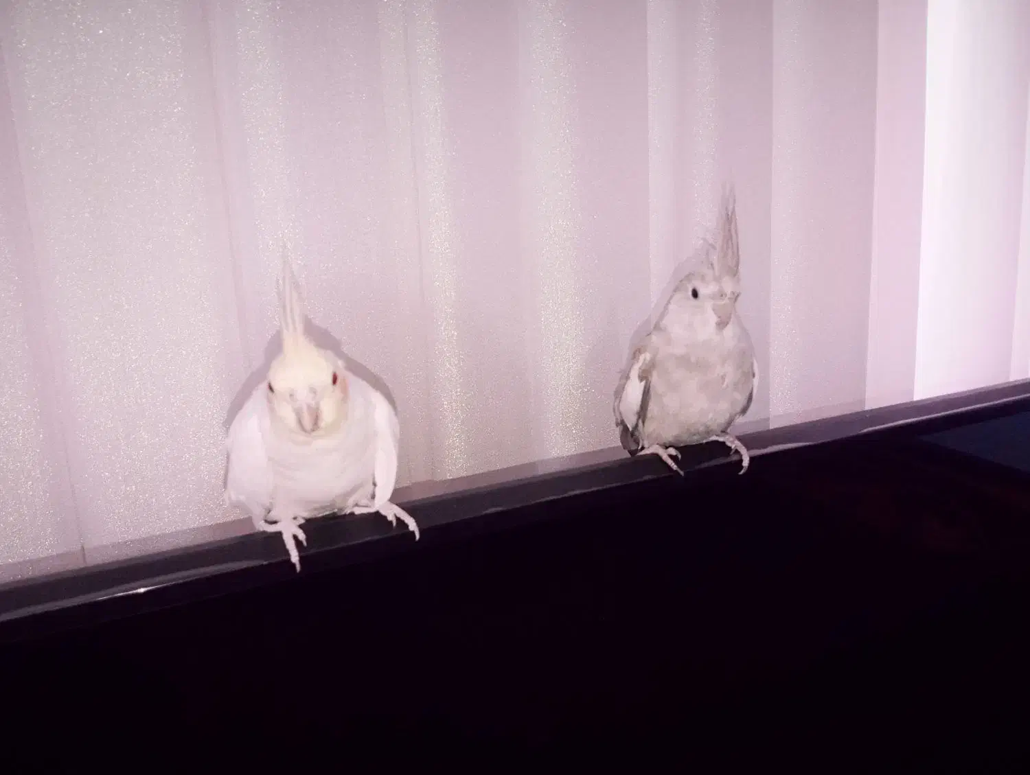 یک جفت عروس هلندی فروشی خوب|پرنده|خزل, |دیوار