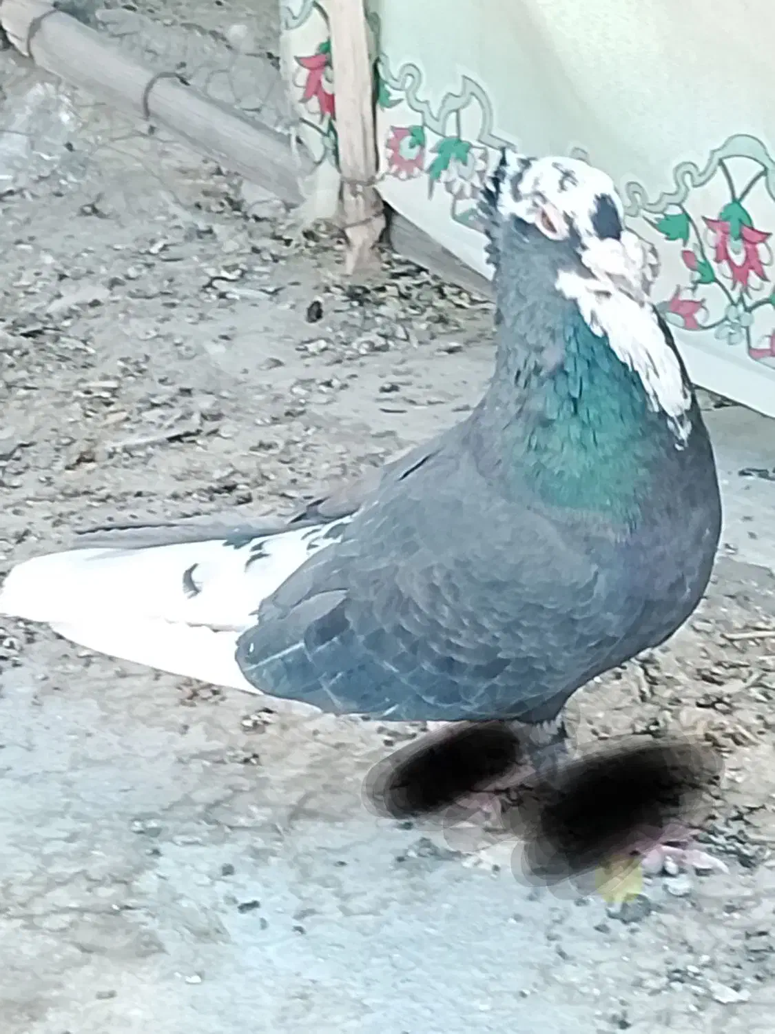 نر عتیقه|پرنده|ایرانشهر, |دیوار