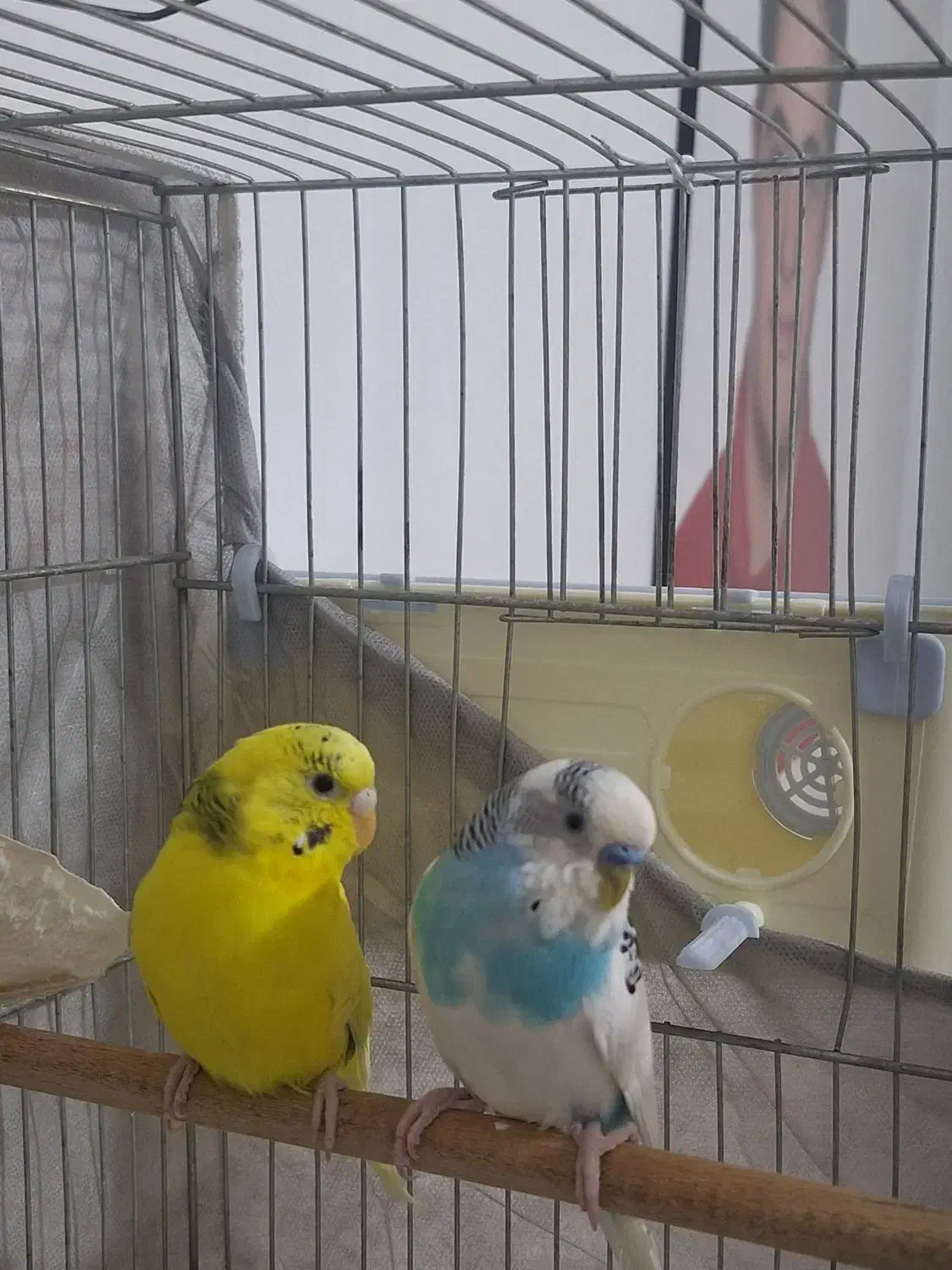 مرغ عشق مولد.نفچ|پرنده|کرج, آق تپه|دیوار