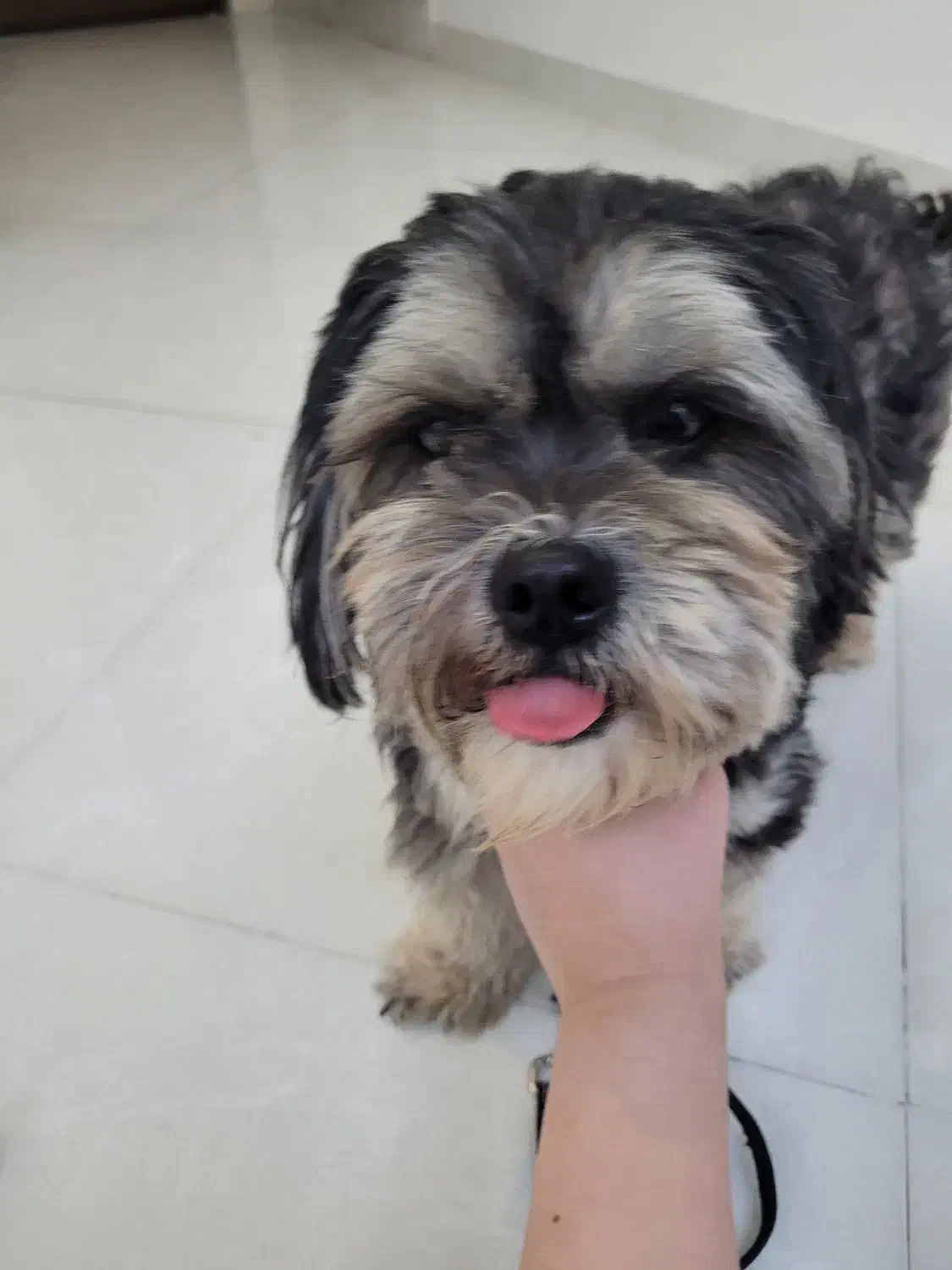 سگ پاکوتاه پشمی|سگ|بندرعباس, |دیوار