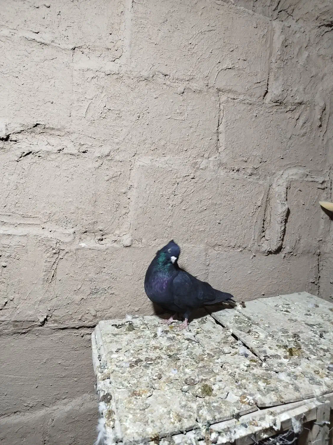 زاغ کاکلی نر|پرنده|شاهرود, |دیوار