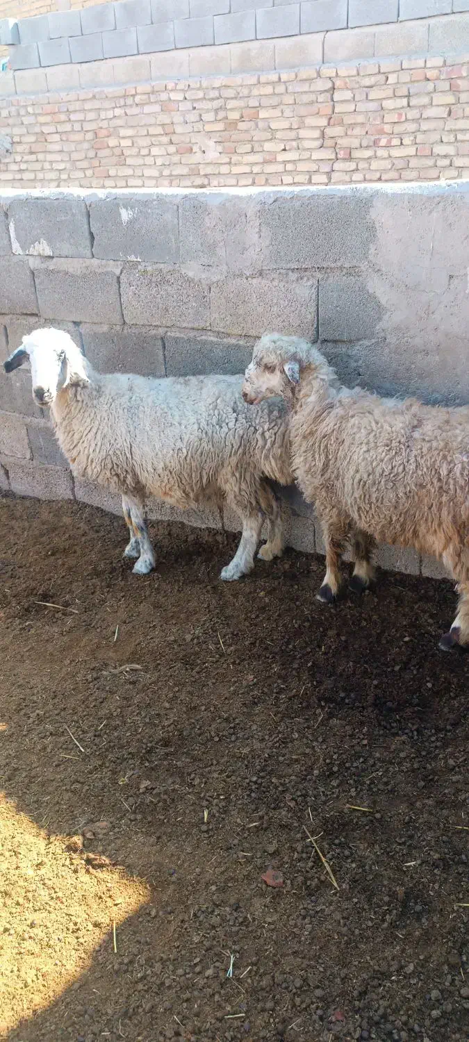 ۶ راس میش وبره|حیوانات مزرعه|کربال, |دیوار