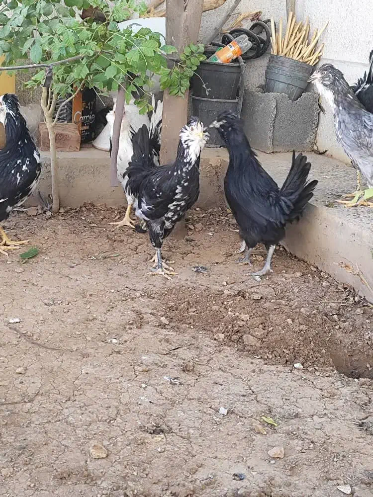 گلین لری|حیوانات مزرعه|زرقان, |دیوار