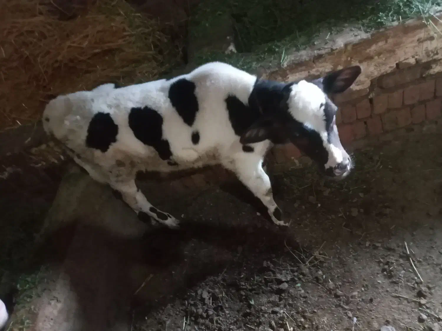 گوساله نر و گاو سیمینتال|حیوانات مزرعه|مهربان, |دیوار