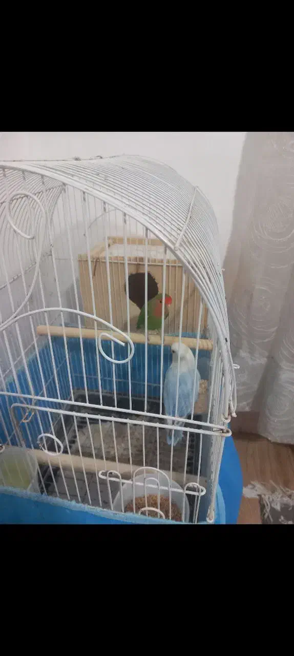 یه جفت نروماده کوتوله برزیلی|پرنده|رشت, گلسار|دیوار