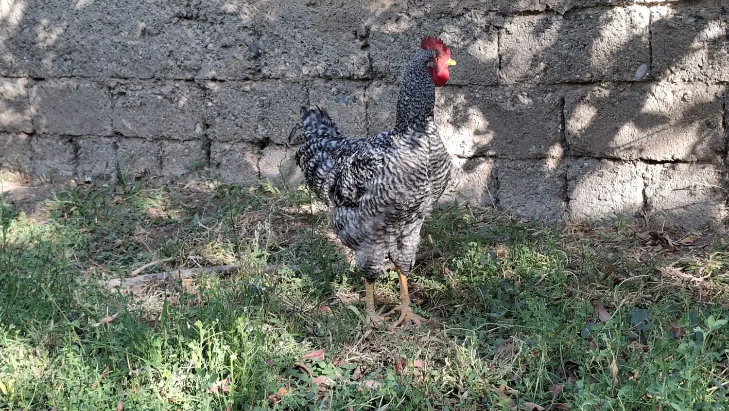 خروس اصل آمروک|حیوانات مزرعه|شاهین دژ, |دیوار