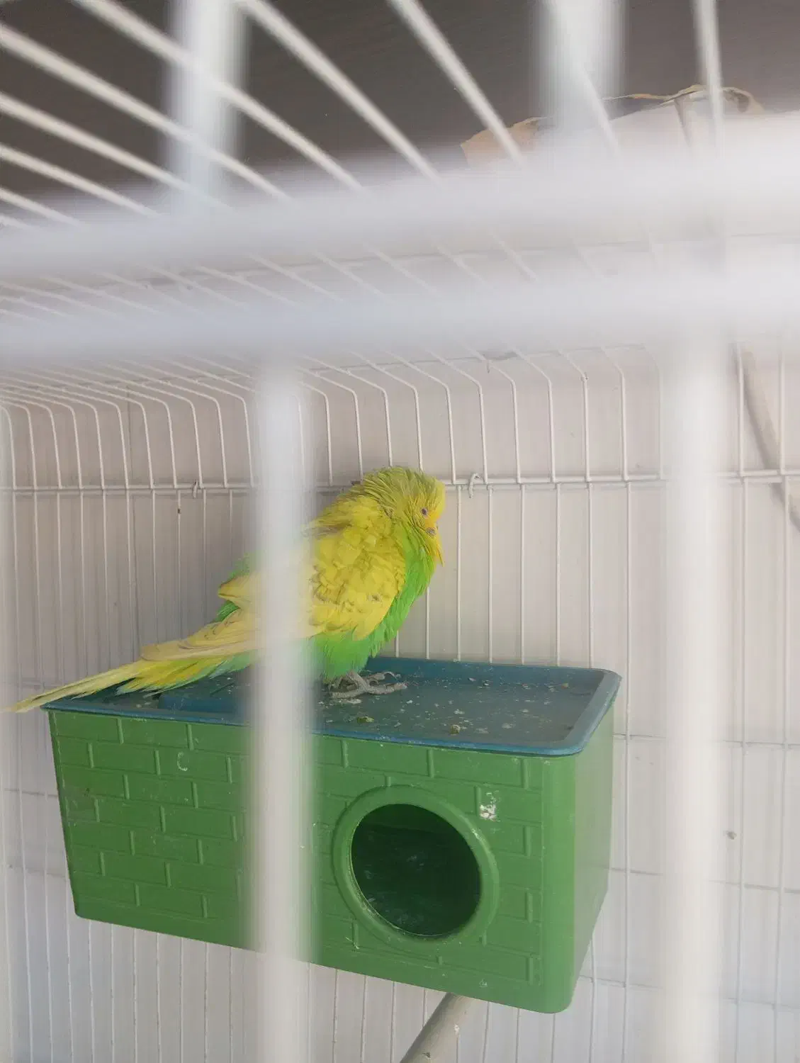 مرغ عشق انگلیسی|پرنده|شیراز, سعدیه شمالی|دیوار