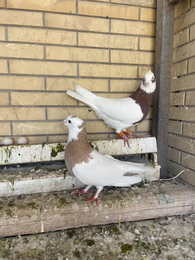 کفتر طوقی|پرنده|شیراز, شریف‌آباد|دیوار