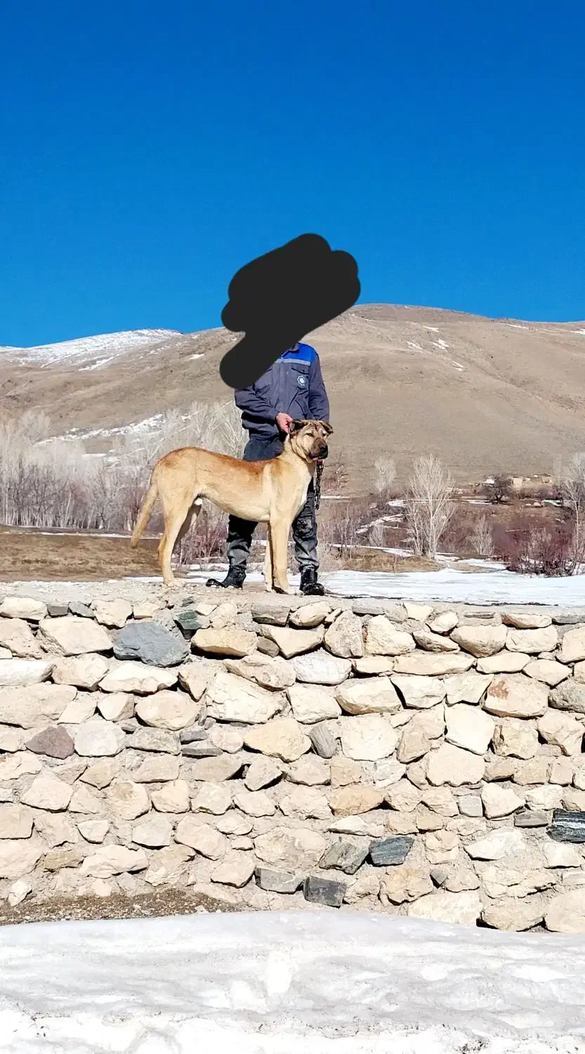 ۱۵۰۰۰۰۰۰۰میلیون|سگ|ماهنشان, |دیوار