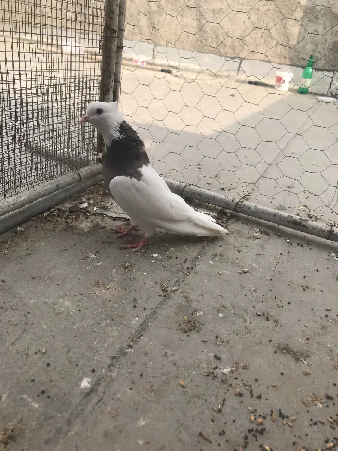 ماده|پرنده|گنبد کاووس, |دیوار