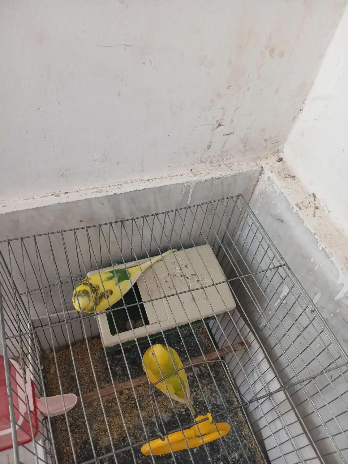 مرغ عشق مولد|پرنده|اسلامشهر, شهرک محمدیه|دیوار