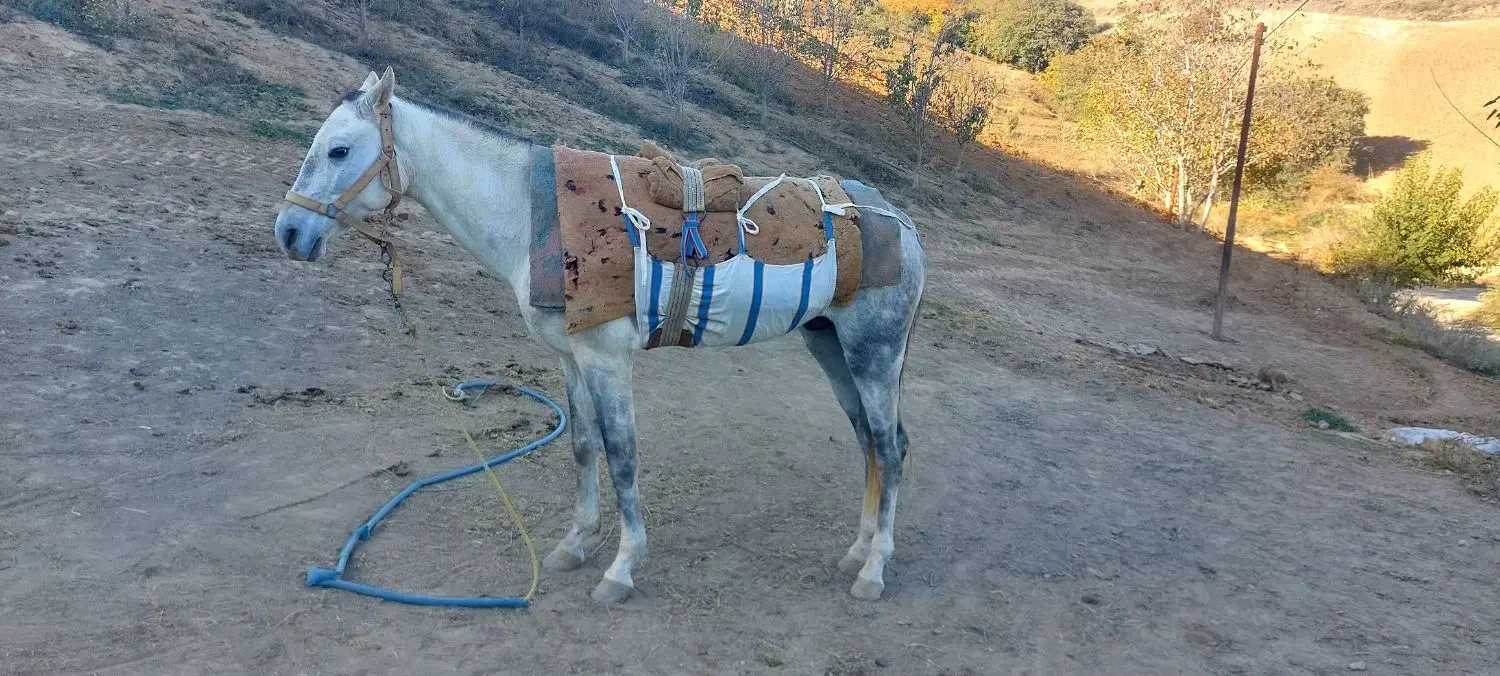 فروشی|اسب و تجهیزات اسبسواری|کلاله, |دیوار