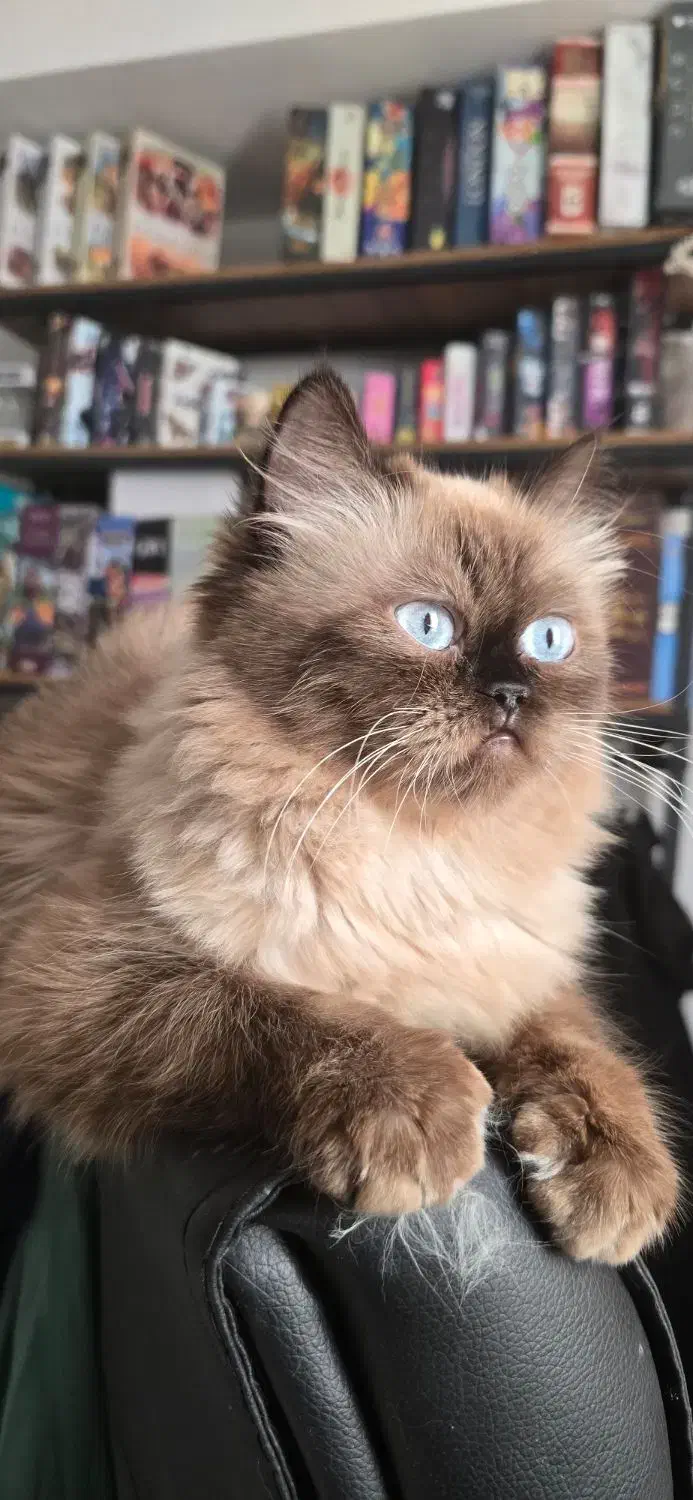 گربه پرشین هیمالین دختر و پسر|گربه|آفتاب, |دیوار