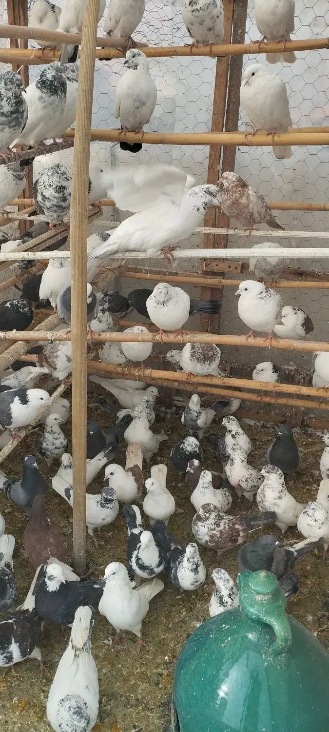 100عدد کبوتر کبکی به صورت یکجا|پرنده|آمل, |دیوار