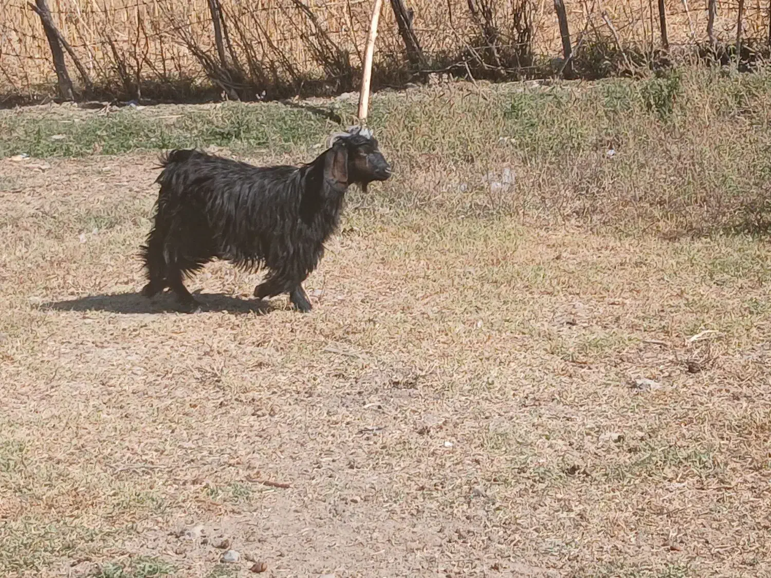 ۴ عدد بزغاله چاق|حیوانات مزرعه|ایلام, |دیوار