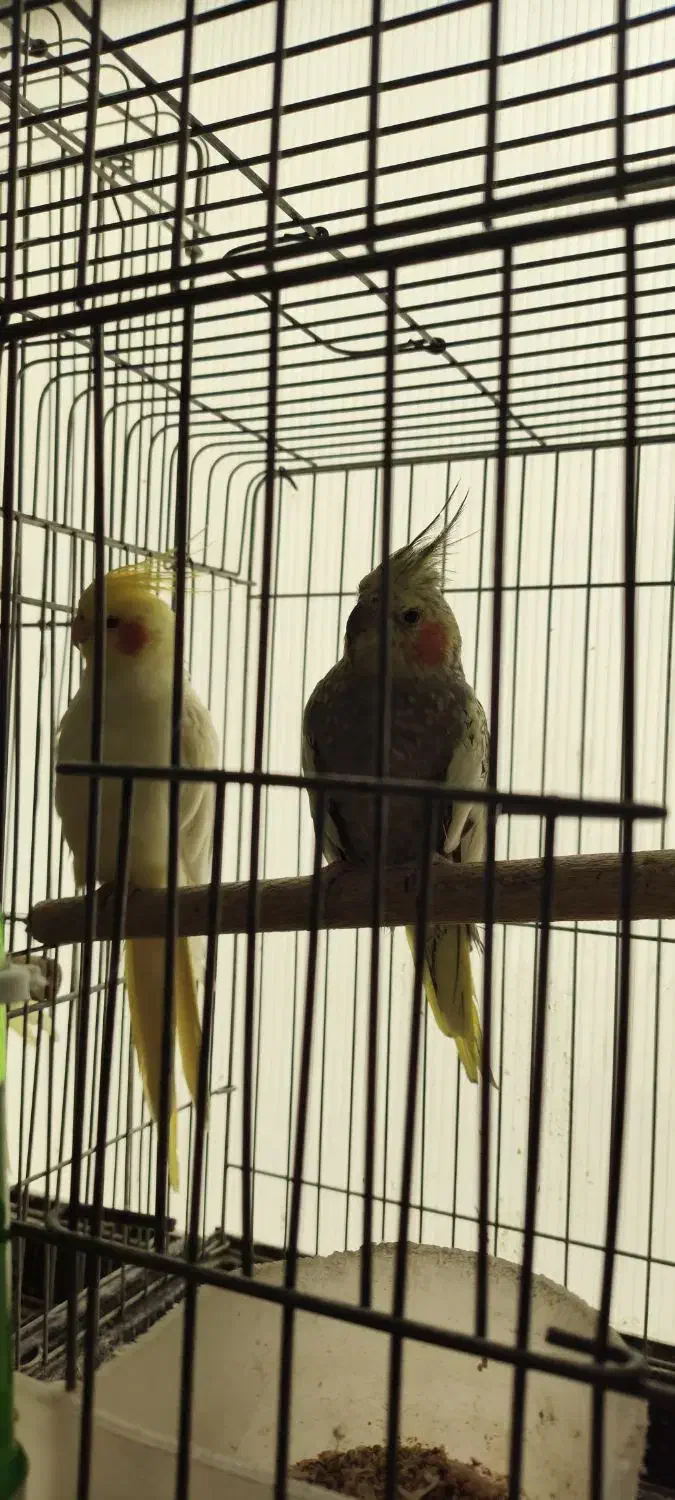 عروس هلندی|پرنده|پاکدشت, پاکدشت (مامازند)|دیوار