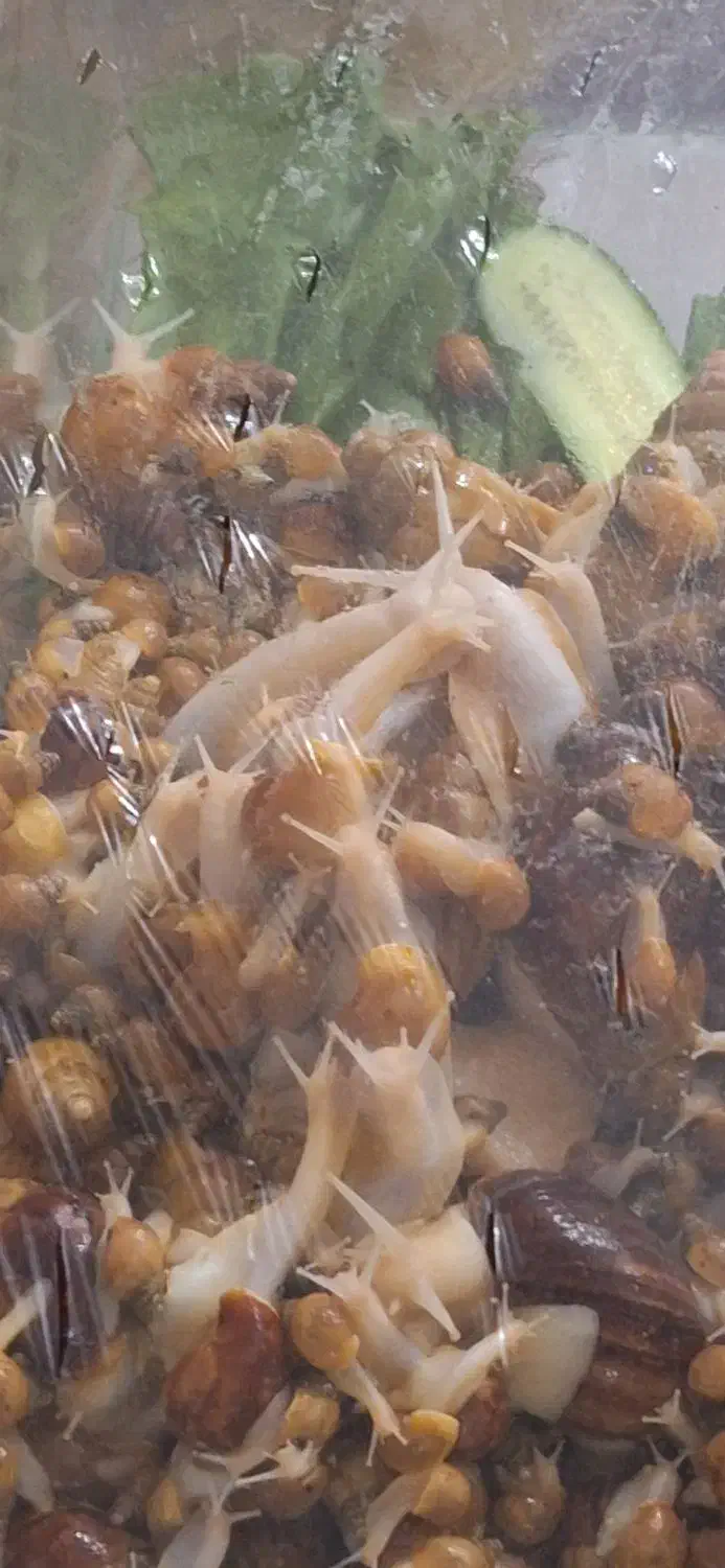 حلزون طبی آلبینو|خزنده|شیراز, سایت اداری|دیوار