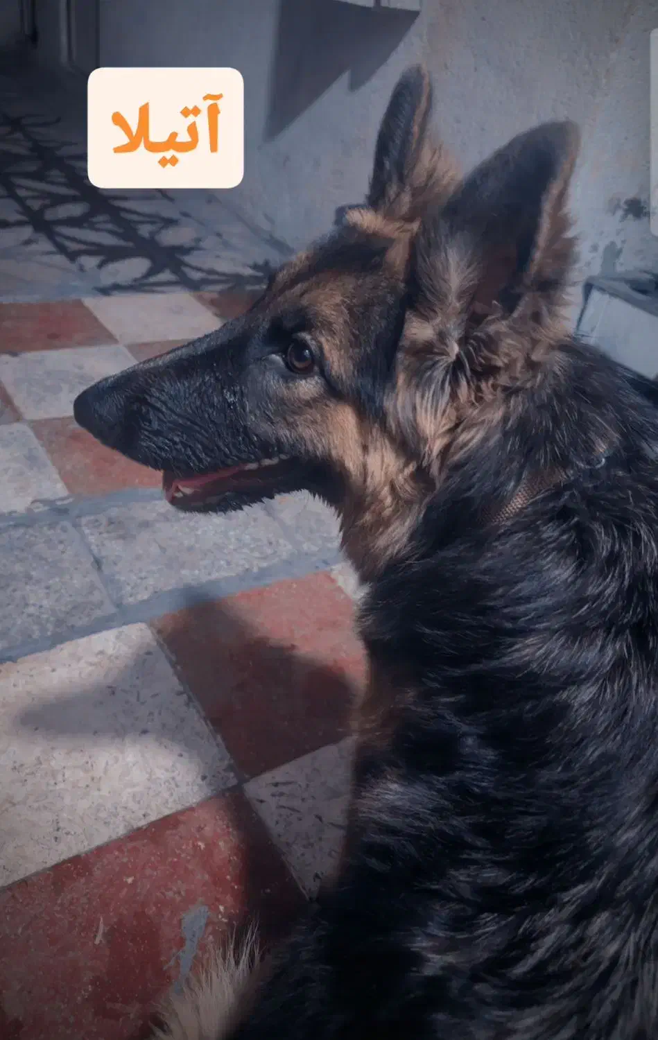 واگذاری سگ ژرمن شولاین ماده اصل|سگ|فیروزآباد (فارس), |دیوار