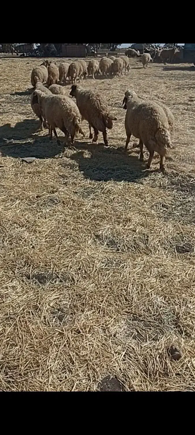 میش داشتی|حیوانات مزرعه|زرنه, |دیوار