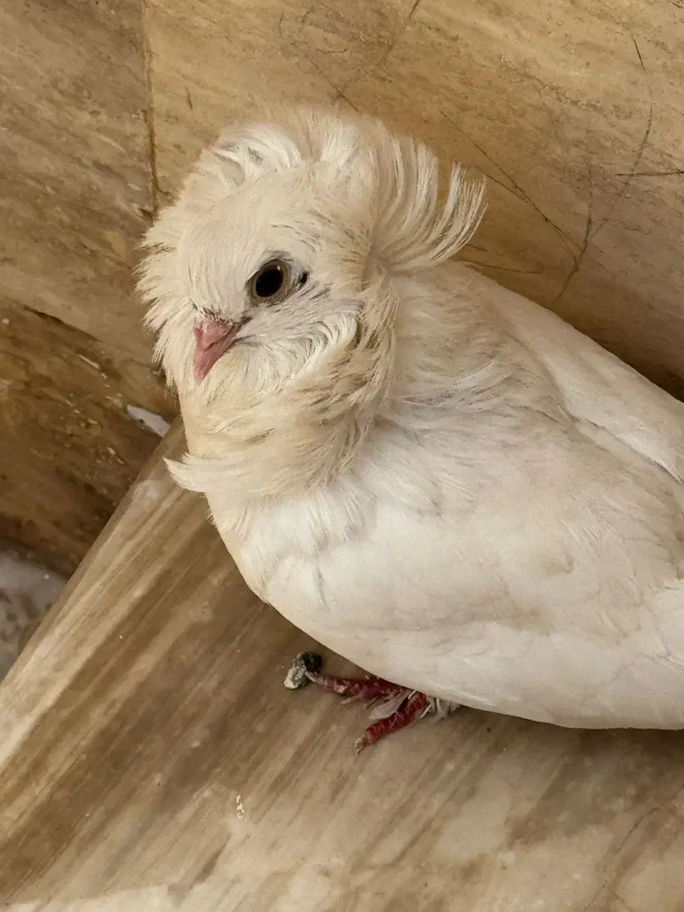 کبوترگمشده|پرنده|قم, بلوار امین و ساحلی|دیوار