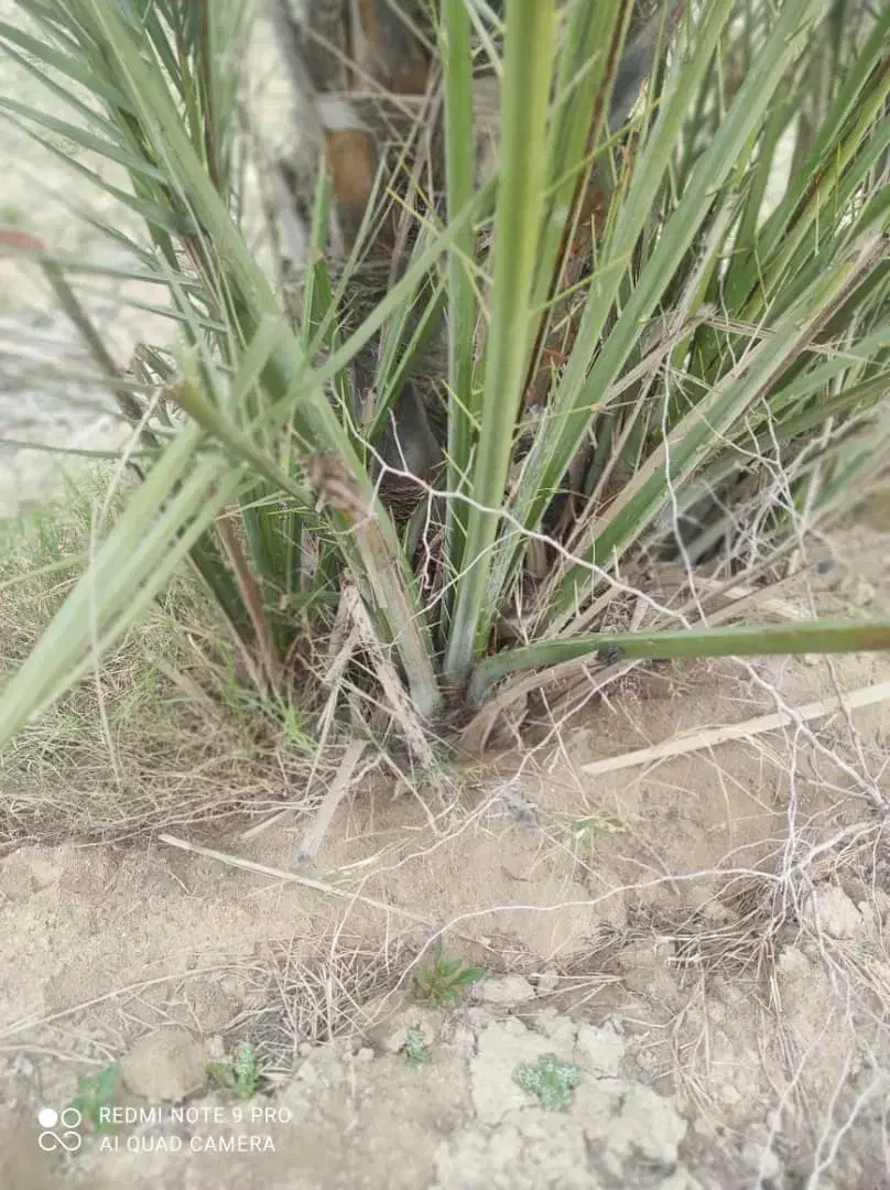 فروش پاجوش دمیت نخل کبکاب آماده ی کاشت|گل و گیاه طبیعی|سعدآباد, |دیوار