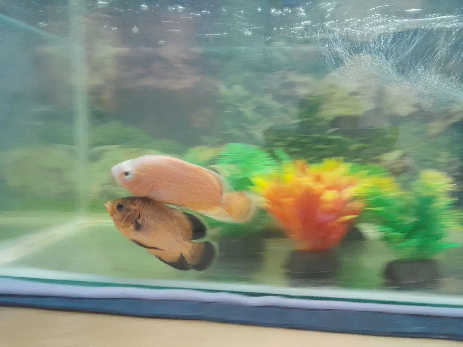 ماهی اسکار|ماهی|مینودشت, |دیوار