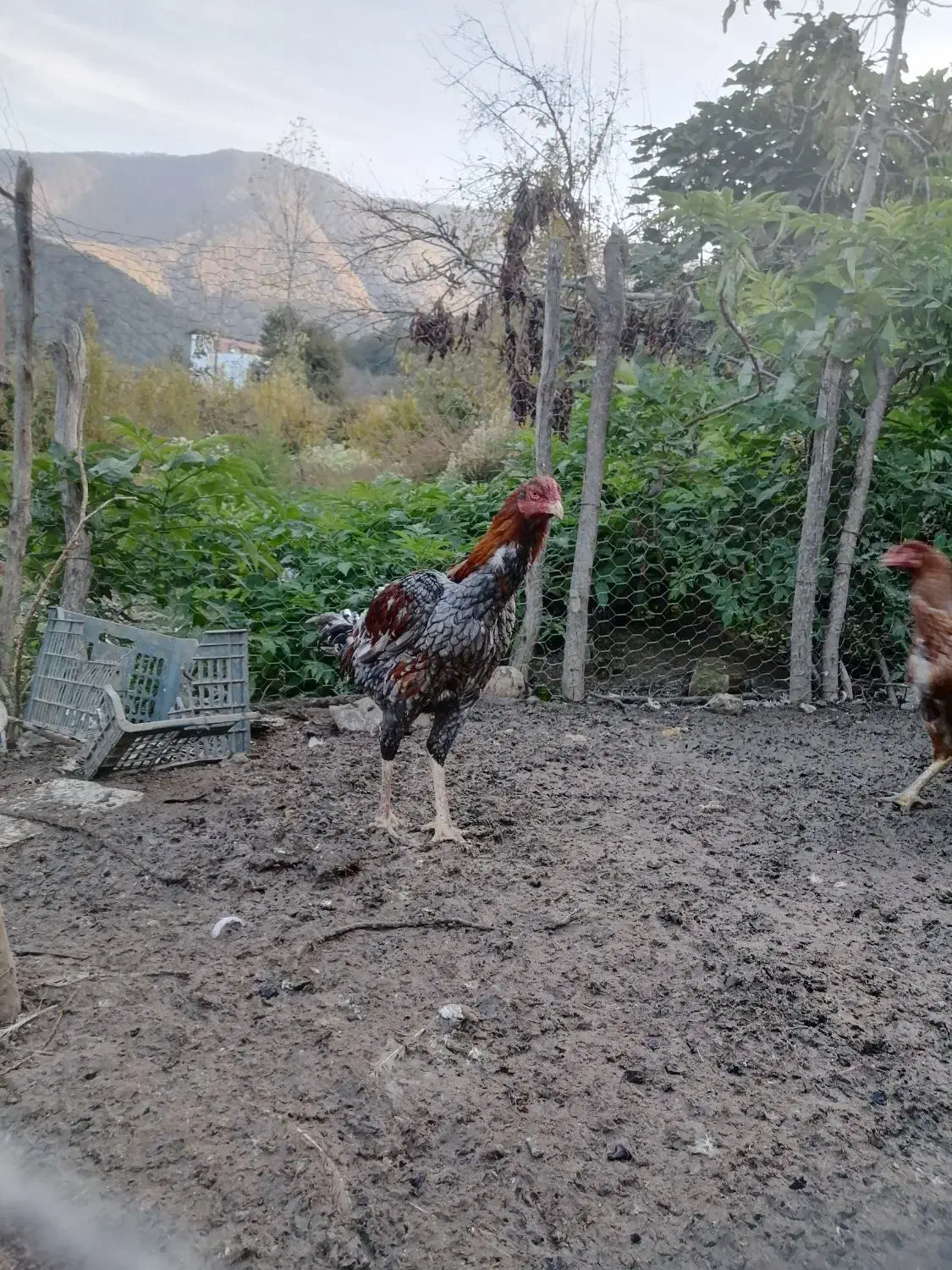 خروس لاری با کیفیت|حیوانات مزرعه|فاضل آباد, |دیوار