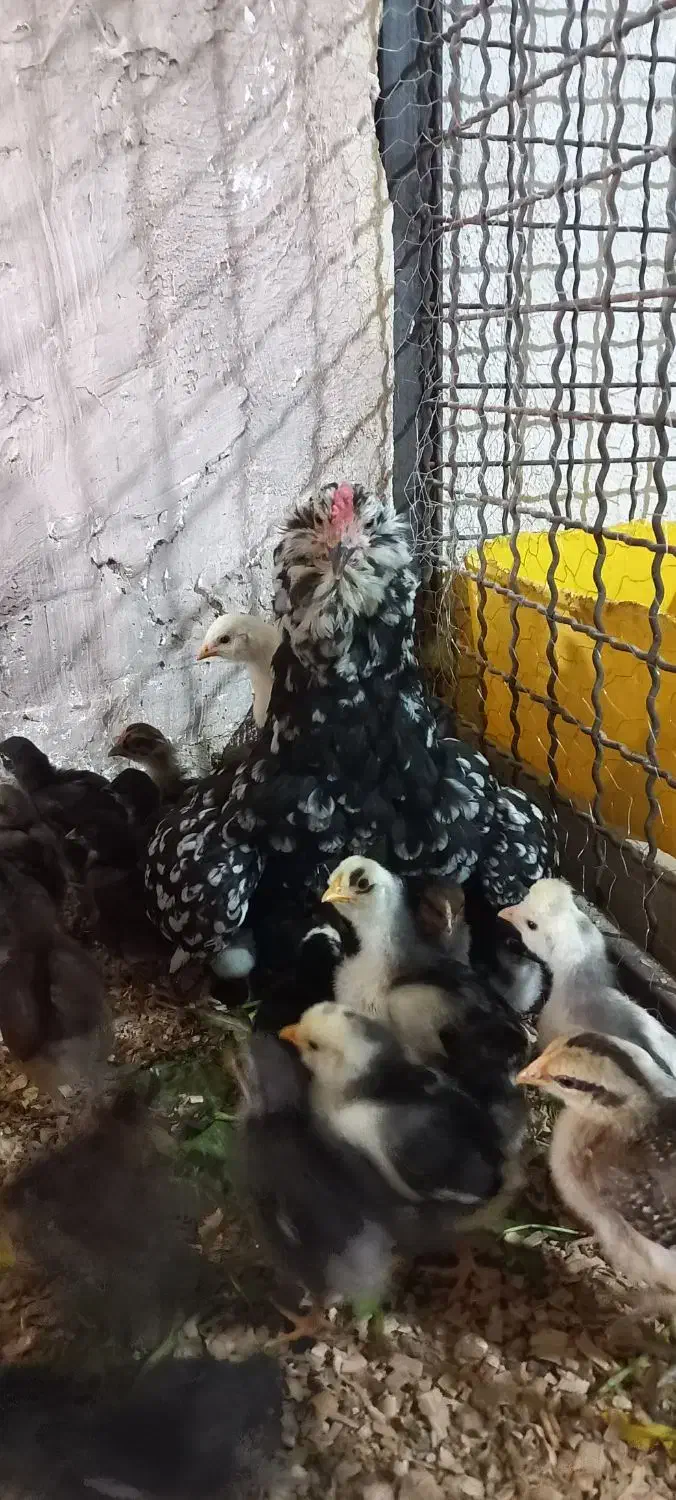 مرغ و خروس محلی و گلین|حیوانات مزرعه|کرج, کیانمهر|دیوار