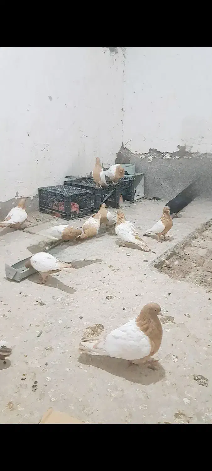 سلام چندتا سینه دم زرد اسطوره رگ و سو|پرنده|زاهدان, |دیوار