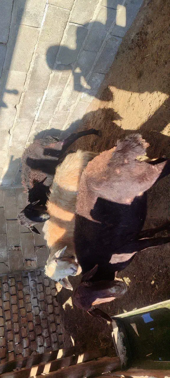 گوسفند سن بالا|حیوانات مزرعه|سیمین شهر, |دیوار