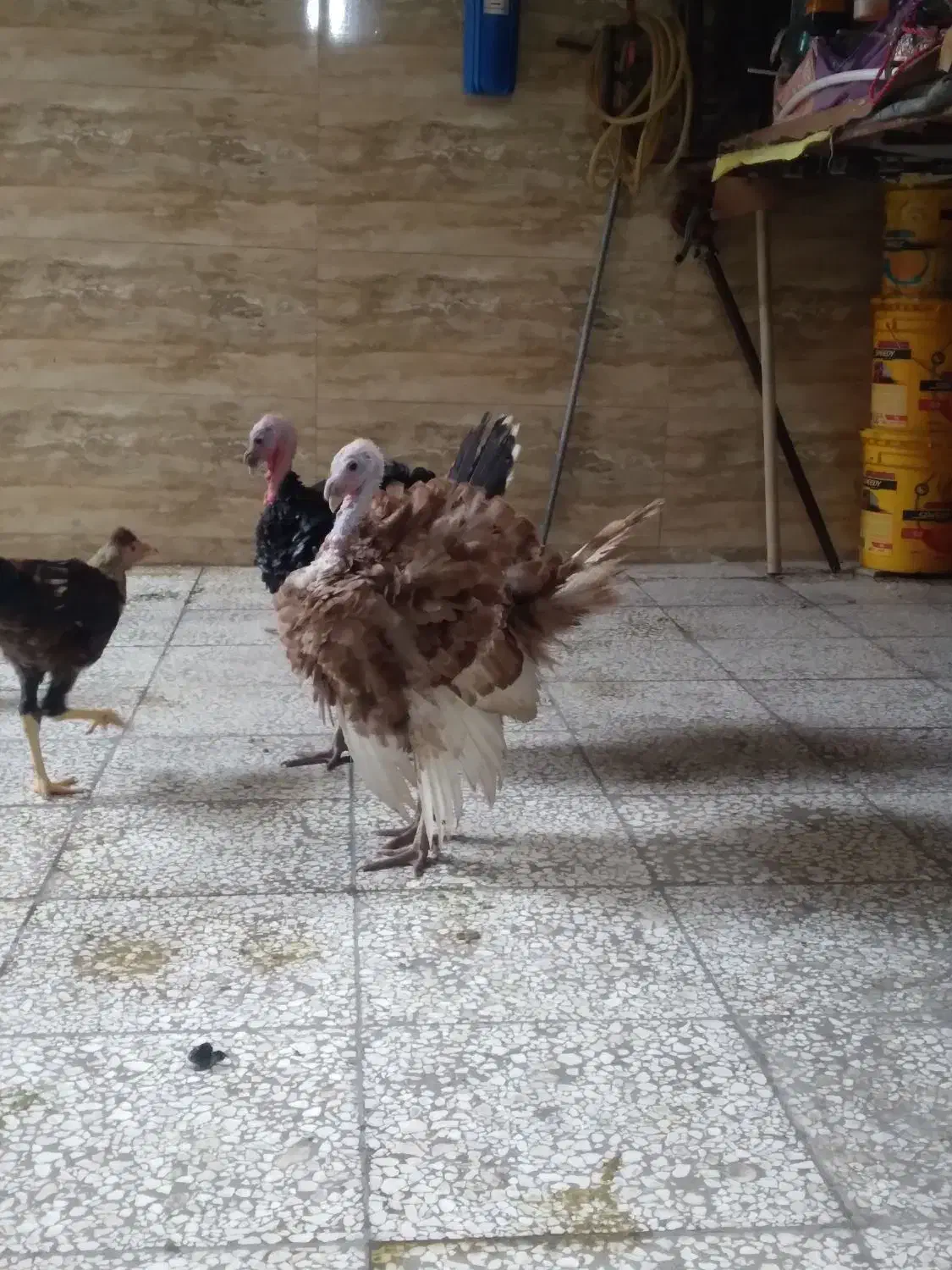 بوقلمون نر|حیوانات مزرعه|گرگان, |دیوار