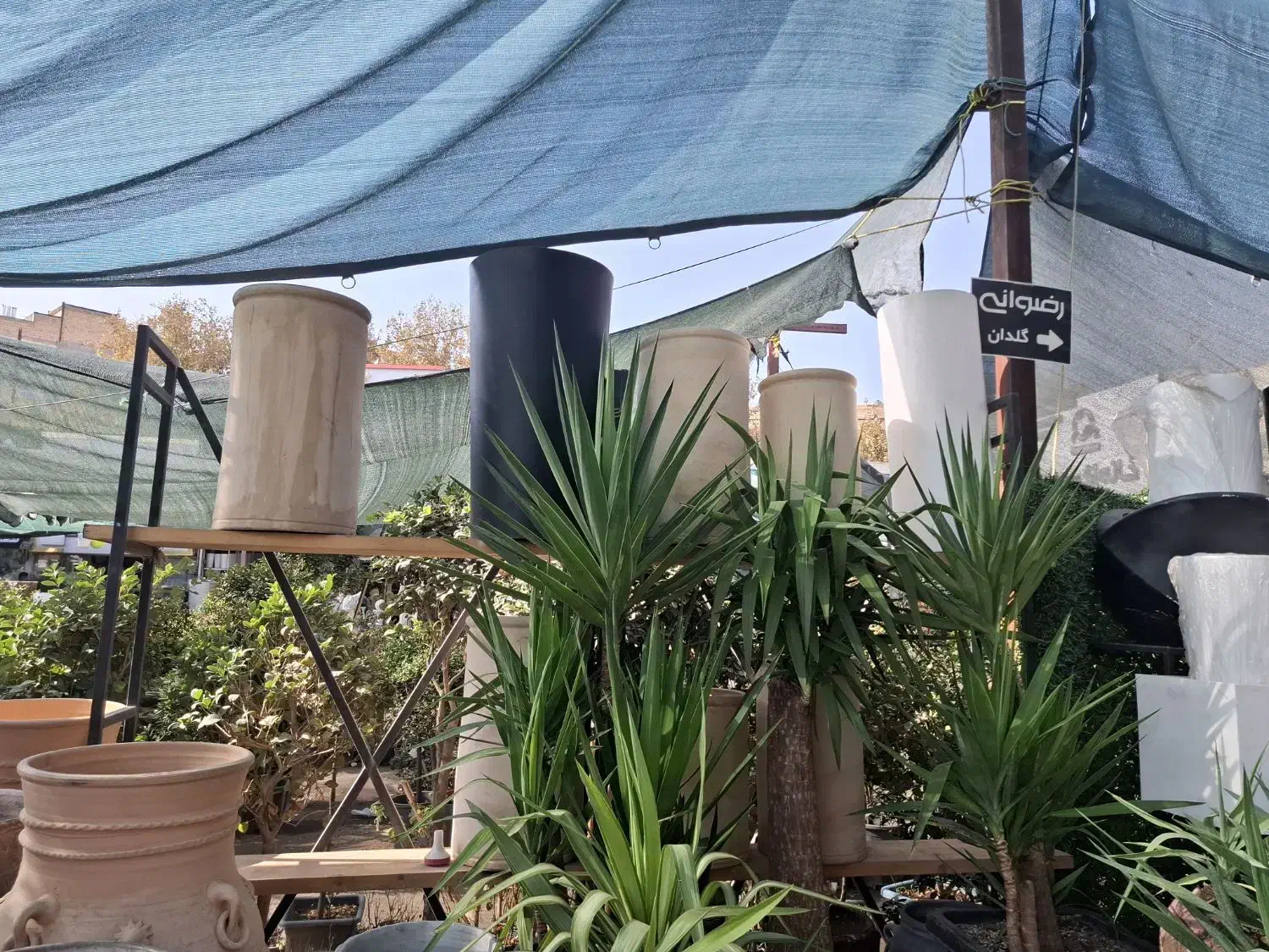 خرید برگ پاییزی انواع درختان|خدمات باغبانی و درختکاری|ملک‌آباد, |دیوار