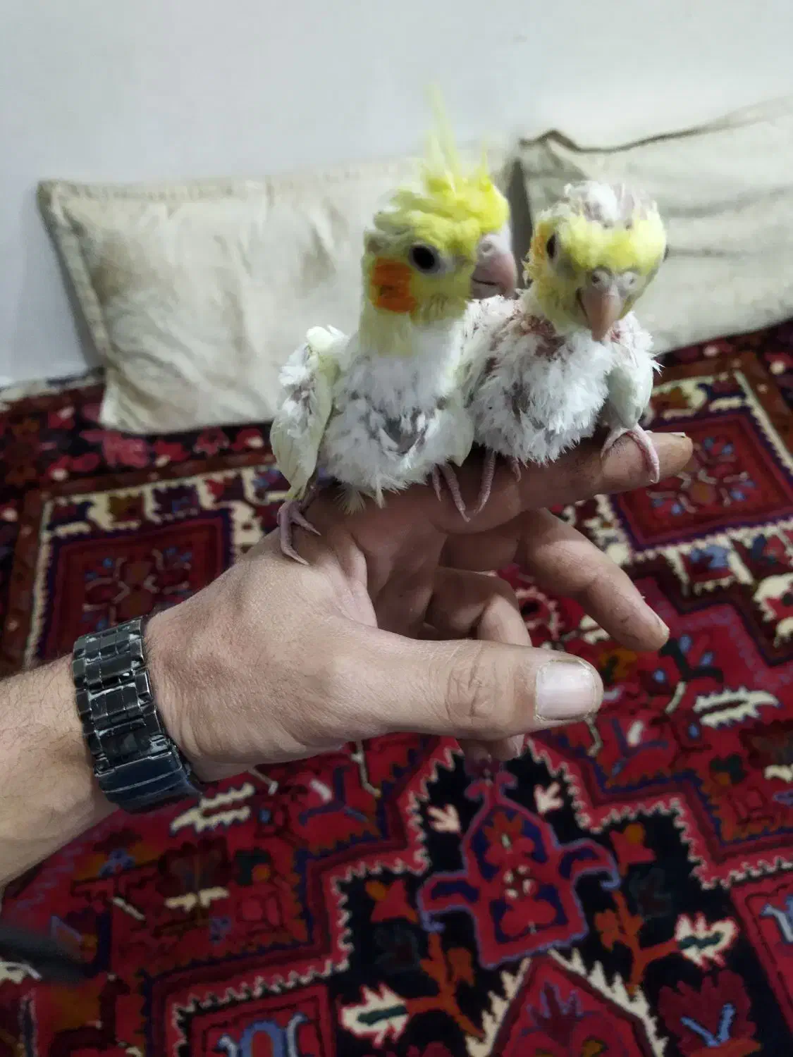 عروس هلندی سالم|پرنده|بناب, |دیوار