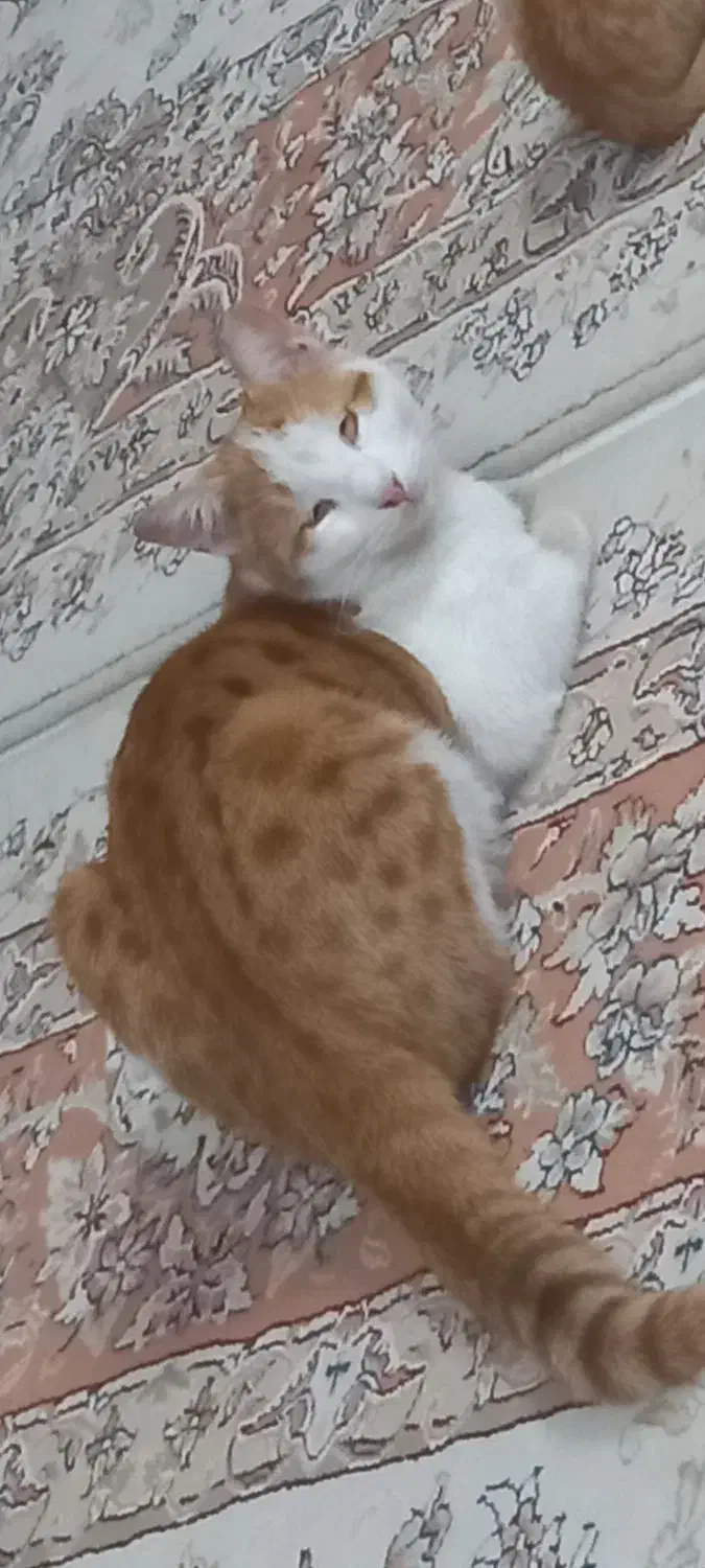 گربه خانگی گم شده|حیوانات|مشهد, شهرک مطهری|دیوار