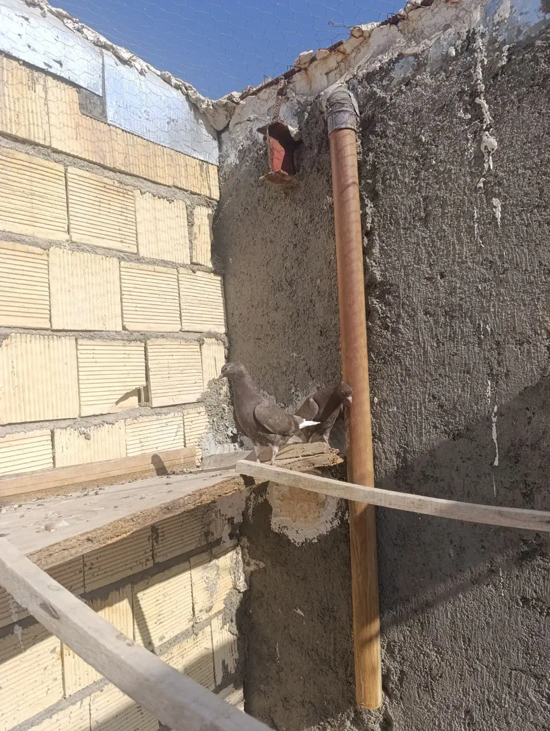 جفت سرکه ای دم سفید سو سرور|پرنده|اصفهان, مرداویج|دیوار