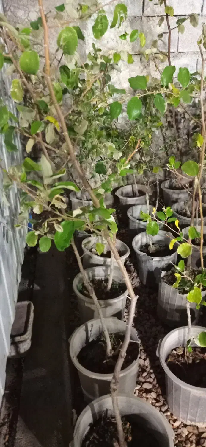 نهال فروشی|گل و گیاه طبیعی|رامهرمز, |دیوار