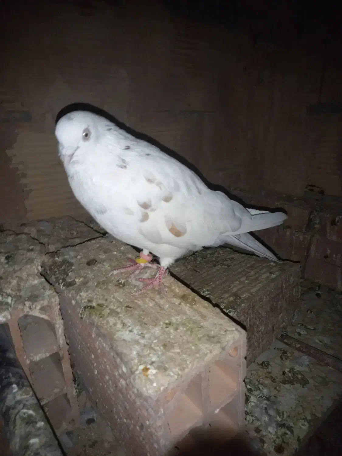 کبوتر پرشی|پرنده|پاکدشت, پاکدشت (مامازند)|دیوار