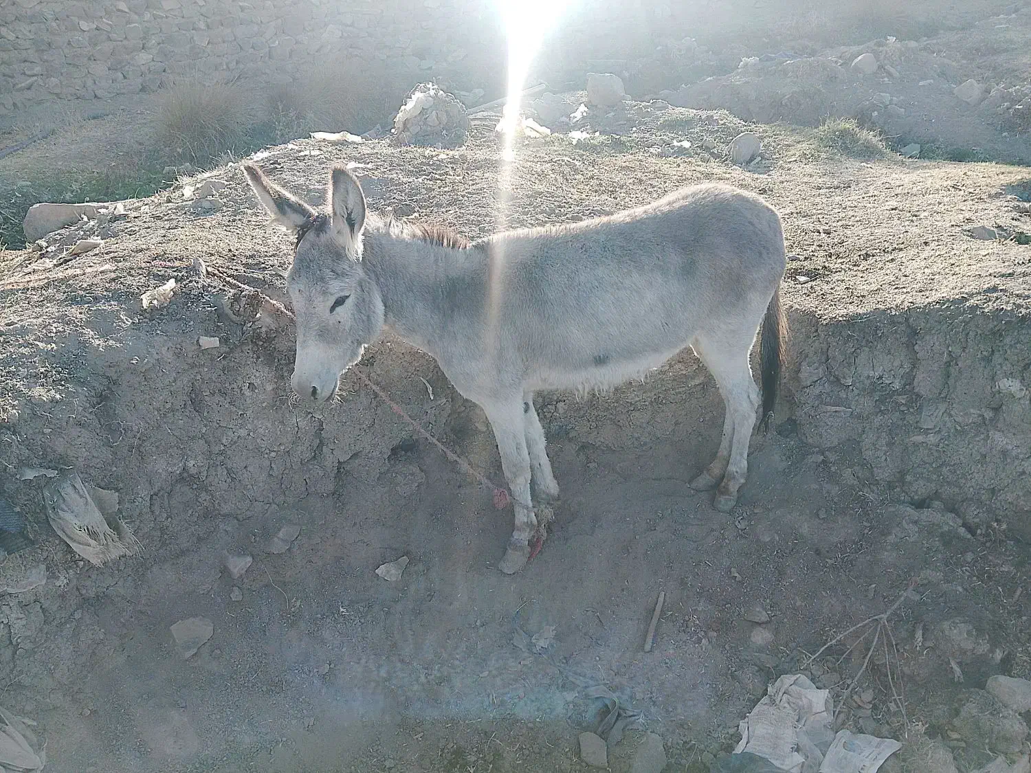 الاغ|حیوانات مزرعه|قره پشتلو, |دیوار